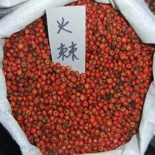 出售当年新采苗木种子，火棘种子，篱笆专用！0.01元1粒