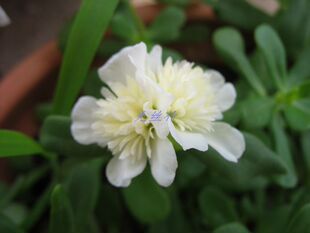 新品种重瓣马齿苋太阳花白色-又名白重楼扦插