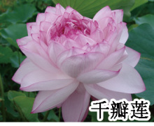 水生植物碗莲种藕/粉红莲 荷花种藕 千瓣莲 碗莲根径 珍稀品种