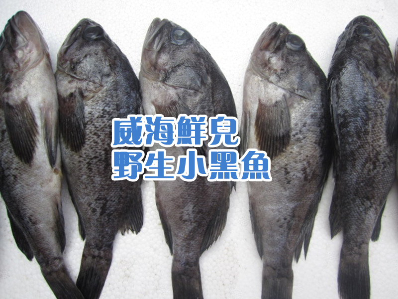 威海鸡鸣岛新鲜黑鱼儿豆腐鱼野生小黑头鱼活海鱼新鲜的鱼黑头鱼