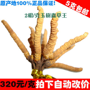  雪域人家|玉树虫草王320元/克|冬虫夏草|规格约2条/克 5克包邮