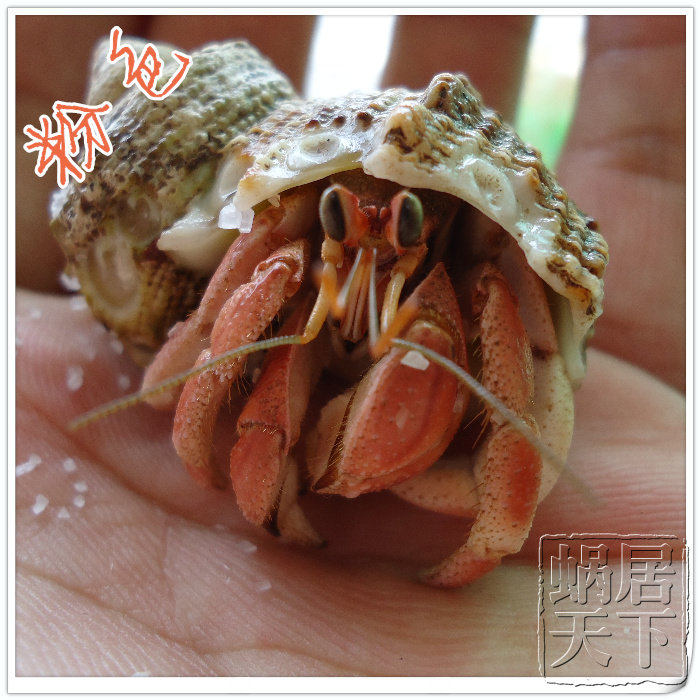 蜗居天下】粉色淡水陆生寄居蟹 <em>粉红女郎3-4</em>c