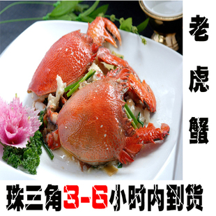  新鲜海鲜活鲜老虎蟹  贵妇蟹 澳洲 进口螃蟹