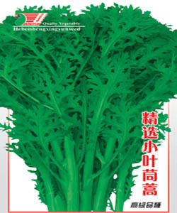 【小叶茼蒿种子】菜园品种（皇帝菜）香味横溢 多次采收 10g