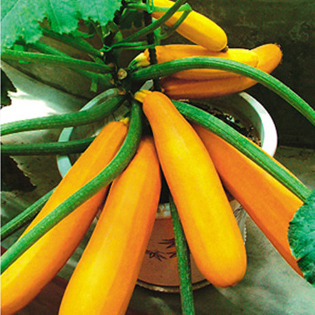 香蕉瓜种子 西葫芦 口感好可食用 蔬菜种子 植物