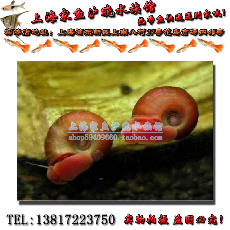 紅蘋果螺觀賞螺 除藻工具螺熱帶魚觀賞魚金魚魚缸水族箱淡水在類目 寵物/寵物食品及用品, 水族世界, 魚中 - 來自Buy2taobao.com提供專業的淘寶代購服務
