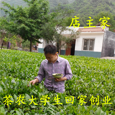 朝露春 龙竹绿茶 甘肃春尖茶叶陇南龙井2016新茶茶农直销500g包邮