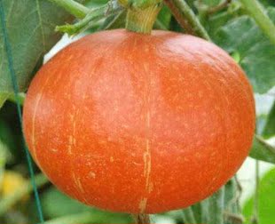  万圣节绿色食品新鲜蔬菜 日本南瓜 小南瓜 黄南瓜500g零食特产