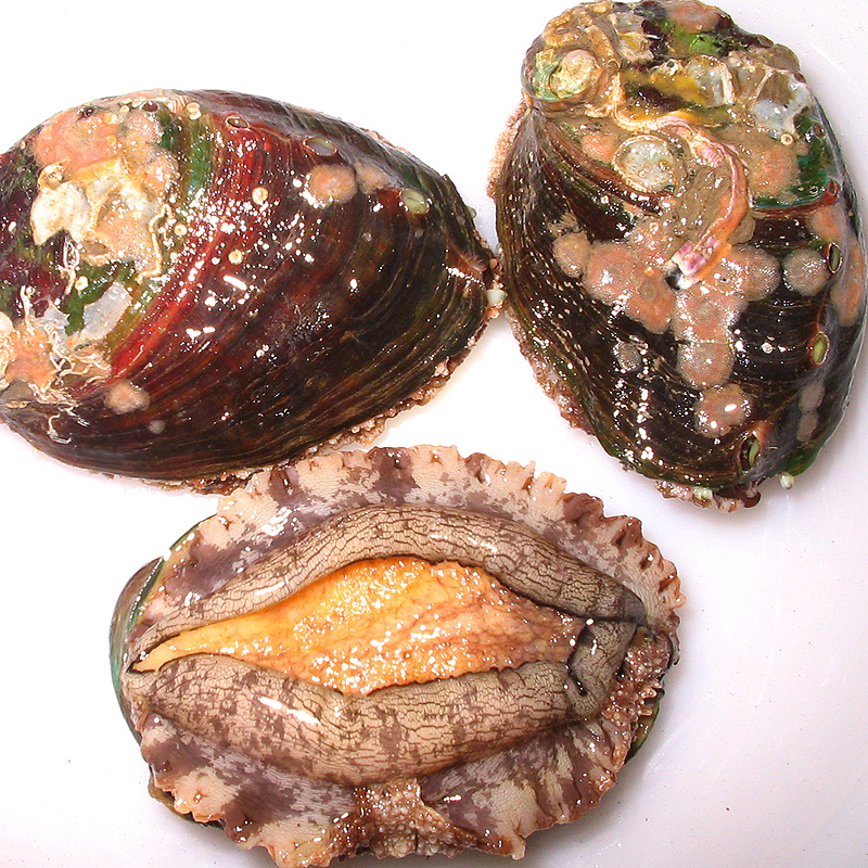 Yantai Laizhou specialty Sham Abalone Fresh wild Fresh Seafood Aquatic products Each price full 20 onlyin the Aquatic meat/Fresh fruits and vegetables/Cooked , Seafood/Aquatic/Product , Shellfish , Abalone category - from Buy2taobao.com to provide professional Taobao agent buy service