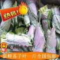 【笑笑特产食品行】 新鲜苏子叶韩国包肉苏子叶烤肉必备1斤包邮