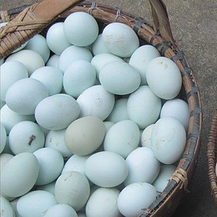  绿皮土鸡蛋【50个】乌鸡蛋 正宗散养乌鸡蛋/限上海