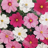 泛美N 321分装 波斯菊 奏鸣曲-混色 美国进口花种子 简单易种