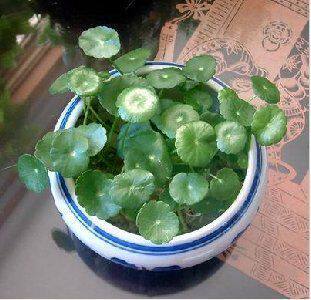 家养花卉 小巧可爱的水培植物 金钱草 铜钱草原2毛钱一棵