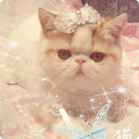 猫狗项圈蝴蝶结口水巾披风衣服领结雪纳瑞泰迪|msdalam kategori haiwan peliharaan/makanan haiwan dan bekalan, Haiwan pakaian dan aksesori, pakaian/Supplies adat (baru), Tie - dari Buy2taobao.com untuk memberikan perkhidmatan ejen Taobao profesional membeli