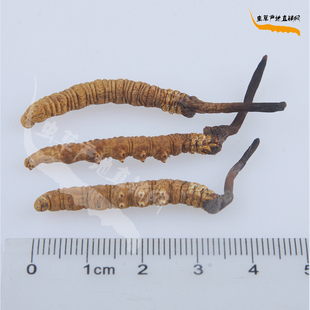  3条1克极品短子座西藏那曲冬虫夏草 超同仁堂品质冬虫草 正品批发