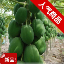 百分百纯青木瓜粉 美白丰胸祛斑 500克减肥木瓜粉可配葛根粉