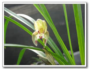 兰花---春剑篇 - 风轻云淡 - 风轻云淡