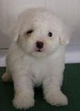 taobao english 9254444267