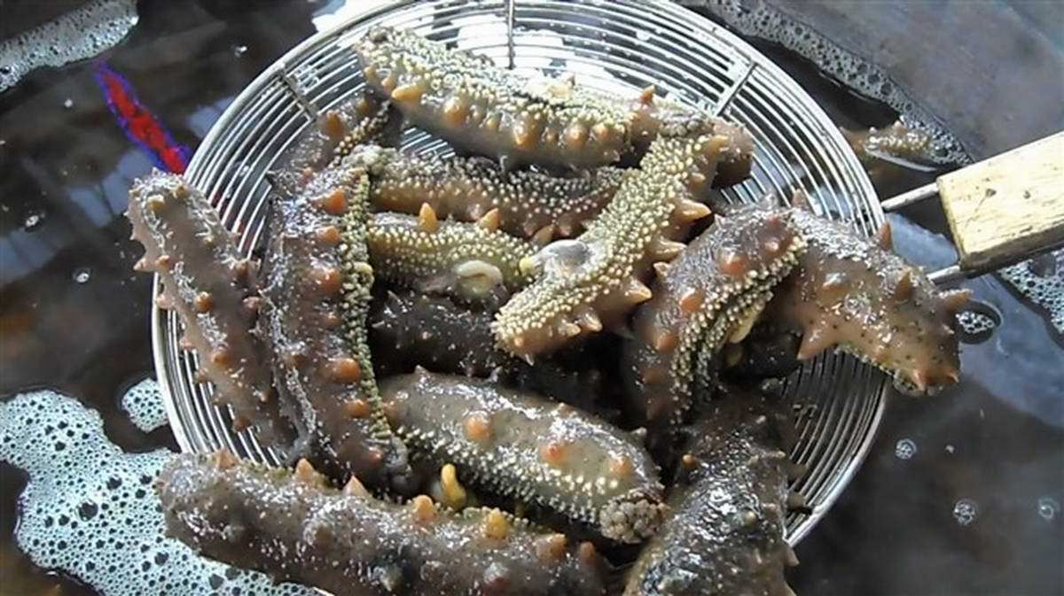 2012秋海参/活高压冷冻食品批发有限公司四川汇丰/现场v海参/即食常年/海参批图片