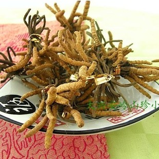  【新货刚到】 特级冬虫夏草 同仁堂级别虫草 川草 10克起售