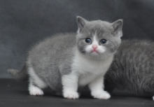 ┎绒线猫┚正八字蓝白双色英国短毛猫幼猫