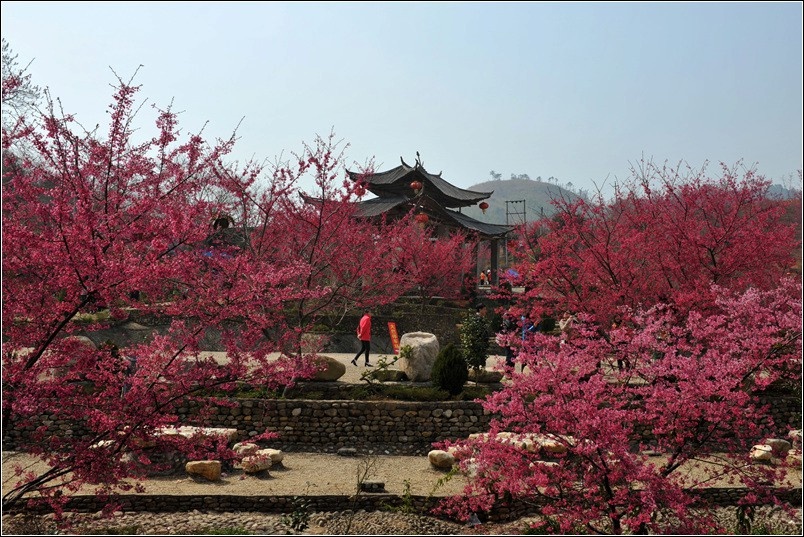 新丰县樱花峪景区门票|一淘网优惠购|购就省钱