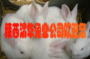 优良的大型肉兔种兔-伊拉系列-比利时系列-塞北系列种兔 20元/斤