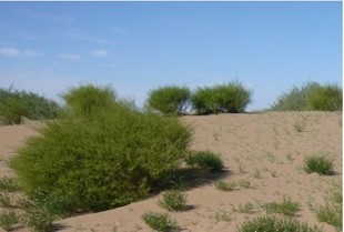  沙漠特产沙蒿子天然沙蒿籽胶 散装 沙蒿子粉拉面调节剂辅料食品添