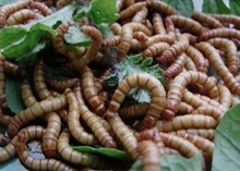 面包虫黄粉虫种虫 龙猫仓鼠粮食龙鱼蝎子鸟类饲料活虫包活 500条