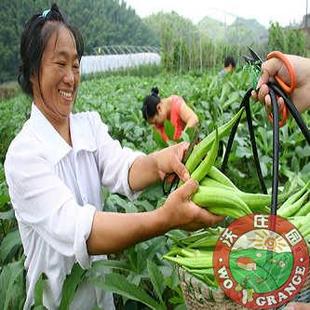  沃庄园黄秋葵1斤仅17.8元，新鲜蔬菜有机种植壮阳固肾秒杀菜市场