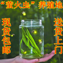 ����10%/������Ʒ/���� ө��� �ֻ�/����ŷ� ���ⷢ��������