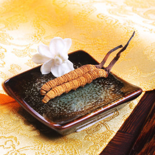  【和藏】冬虫夏草 权威检测 2根/克 批发价 5克包邮