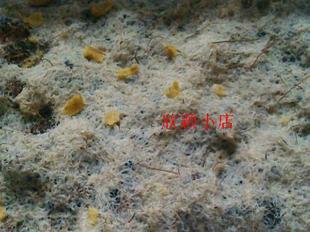 活体饲料活饵 白线虫 观赏鱼 线虫种 自行繁殖