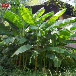 芭蕉树苗大叶观赏扇仙甘蕉芭蕉苗庭院绿化树苗芭蕉树苗可以长3米