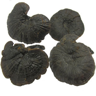  云南野生紫芝 紫芝片 紫灵芝 野生灵芝 安神失眠糖尿病 切片磨粉