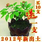 taobao english 9859681569