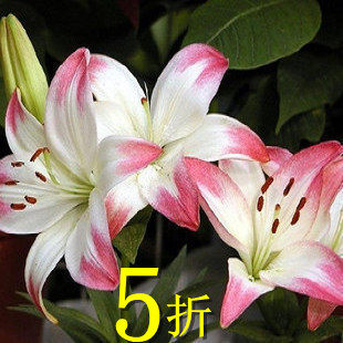 【限时折扣】5折/香水百合种球 大花型多色供选 百合花盆栽易养活