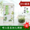 上下架计划:崂轩手炒茶 2014新春茶叶 崂山绿茶 青岛特产崂山茶 142元/斤包邮