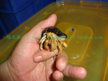 陆地寄居蟹之美不胜收---橙色4-5CM
