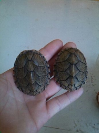 招财龟 剃刀龟 乌龟 活体龟 水龟鳄鱼龟 特价 全