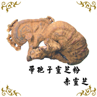 【包邮】长白山半野生灵芝 （带灵芝胞子粉）无柄赤灵芝 40元/500