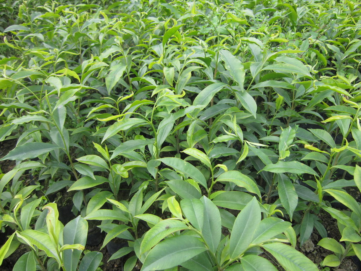 珍稀名贵苗木、奇楠沉香、沉香树苗-沉香苗-白木香驱蚊虫植物在类目 鲜花速递/花卉仿真/绿植园艺, 花园植物/行道树/果树, 观叶 /花灌木中 - 来自Buy2taobao.com提供专业的淘宝代购服务