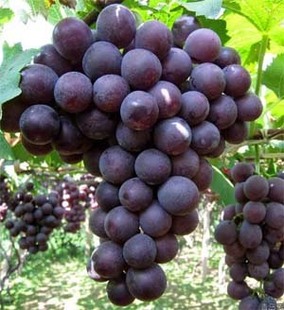 巨峰葡萄苗 盆栽阳台 庭院种植 果树苗 百香果苗