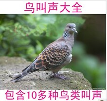 绝对正宗鸟叫声大全 竹鸡 野鸡 画眉 鹧鸪 斑鸠 水鸡 毛鸡等叫声