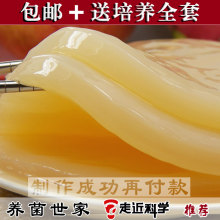 养菌世家/正宗红茶菌菌种包邮/胃宝/海宝/醋蛾子/pk蜂蜜柚子茶