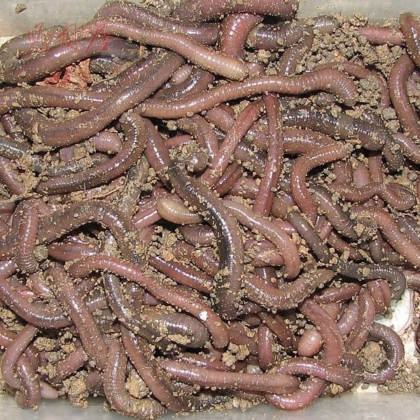 Earthworm pheretima turtle food Chinese medicine live worms for fishing bait