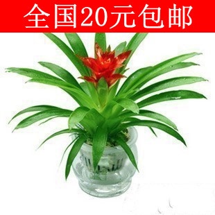 鸿运当头大小红星 千禧星凤梨 居家办公室内花