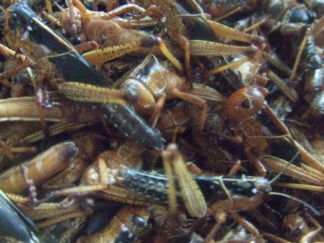 速蛹 活体新款冷冻蝗虫靛颏鸟食250克20元在类目 宠物/宠物食品及用品, 鸟类及用品, 鸟食中 - 来自Buy2taobao.com提供专业的淘宝代购服务
