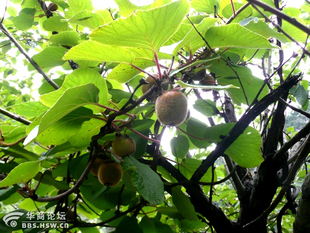 原产地野生猕猴桃苗 从深山采挖大苗包活