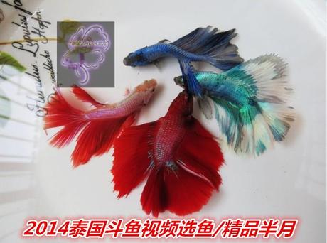 泰国斗鱼\/半月斗鱼\/视频选鱼\/对图鱼\/超半月斗鱼